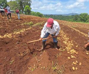 Las autoridades gubernamentales y los productores de papa y cebolla buscan fortalecer la producción y comercialización de ambos productos a nivel nacional.