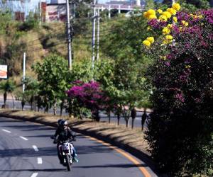 Los sectores de la capital que más registran árboles florales es el bulevar Suyapa, calle Real de Comayagüela y el barrio La Granja.