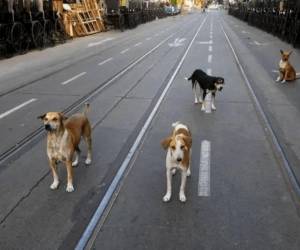 Cuatro toneladas de cadáveres de perros y gatos quedaron al descubierto luego que un tráiler se volcara en plena carretera.