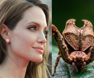 Una de las nuevas especies de araña fue nombrada en honor a la actriz Angelina Jolie