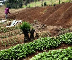 Las autoridades de Cenaos advirtieron sobre la falta de lluvias en abril, lo que provocará que la siembra de primera se retrase al menos una semana.