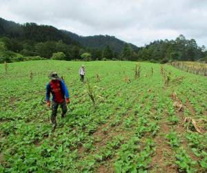 Dentro de la producción dañada, el maíz, frijol y el sorgo fueron los cultivos más perjudicados en la siembra de primera.