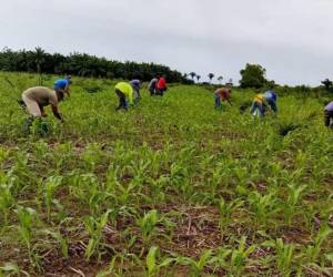 La ola de sequía en Honduras se debe principalmente al fenómeno climático de El Niño, que pone en riesgo crítico los cultivos de granos básico a nivel nacional.
