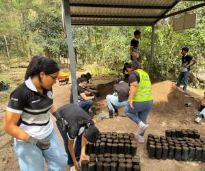 AMDC sembrara unos 200 mil árboles para rescatar áreas verdes en la capital