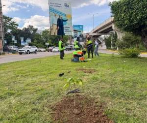De acuerdo con la municipalidad, en lo que va del año se han sembrado más de 40,000 plantas en distintos sectores de Tegucigalpa y Comayagüela.