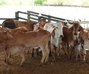 La iniciativa busca aumentar la productividad y competitividad del sector mediante programas de mejoramiento genético, entrega de insumos como semillas de pasto adaptadas a cada finca, repoblación bovina y fortalecimiento de la alimentación animal.