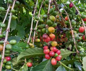 Las condiciones climáticas pueden incidir en la producción de café en este nuevo período.