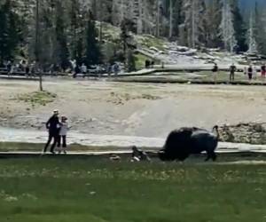 En las imágenes se ve que los turistas están muy cerca del animal en el momento del ataque