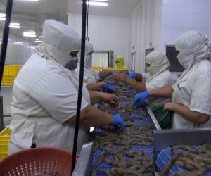 La exportación de camarón hacia mercados de la Unión Europea, Centroamérica, México, Inglaterra y Japón, requiere de controles de calidad en el producto acuícola.