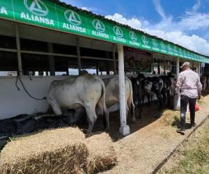 La exposición se extenderá hasta el 16 de septiembre e incluye juzgamiento de ganado, cabalgata, rodeos, festival ranchero, show canino y la tradicional Subasta Ganadera.
