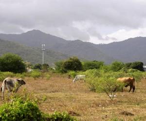 Los campesinos advirtieron de posibles movilizaciones si no reciben respuesta de las autoridades.