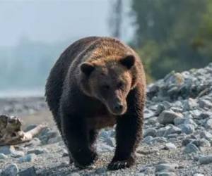 El Departamento Pesca y Caza de Alaska inició una investigación y cerró la zona del incidente por precaución.