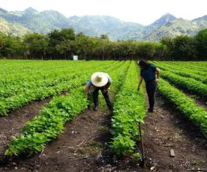 El Gobierno y FAO impulsan una hoja de ruta para fortalecer el desarrollo del agro en las zonas rurales.
