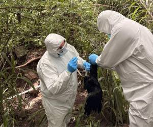 El equipo epidemiológico de Senasa ha identificado más de 400 zopilotes muertos por influenza aviar A H5N1.