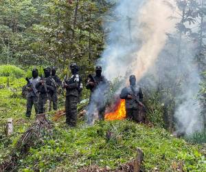 Equipos de las Fuerzas Armadas y Dirección de Lucha Contra el Narcotráfico (DLCN), erradicaron las dos plantaciones de arbustos de hoja de hoja de coca en un sector montañoso en el municipio de Olanchito.