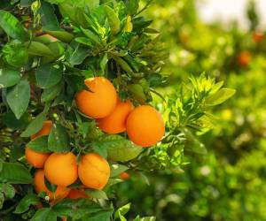 La naranja es una de las frutas más asociadas al fortalecimiento del sistema inmunológico gracias a su contenido de vitamina C. Consumirla de forma regular puede contribuir al funcionamiento normal de las defensas y aportar antioxidantes que ayudan a proteger las células.