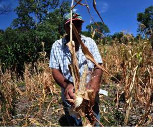 La sequía continúa golpeando a varios municipios de Honduras. Ante esta situación, la Amhon pidió adelantar los recursos correspondientes a agosto y septiembre para las zonas bajo alerta roja.