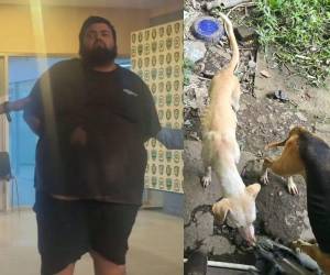 Un vendedor de tacos en Siguatepeque, Comayagua, fue detenido tras encontrar restos de perros en su casa. ¿Qué se sabe del caso? Esto informó la Policía Nacional.