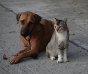 El diputado Cárlenton Dávila del Pinu-SD, propuso la esterilización masiva de perros y gatos callejeros.