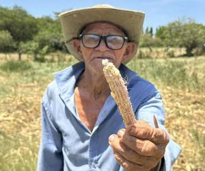 Gertrudis Paz, un campesino de 91 años, muestra a EFE una mazorca de maíz con unos pocos granos mientras explica que toda su cosecha se perdió por la severa sequía que castiga al sur de Honduras, donde agricultores y ganaderos ruegan para que haya lluvias en septiembre y se salve la postrera, la última siembra del año.