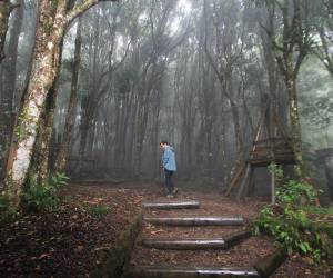 El Bosque Nublado es uno de los senderos más visitados en La Tigra. En el recorrido pueden observar helechos, musgos y escuchar el canto de las aves.