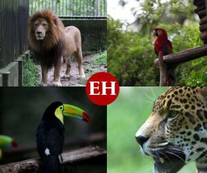 Aves, felinos, reptiles y monos se roba los corazones de los visitantes al zoológico.