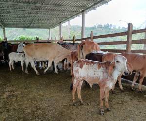 Los ganaderos de Honduras buscan mejorar los hatos con la incorporación de biotecnología a través de alianzas internacionales y con el apoyo de las autoridades gubernamentales.