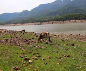De acuerdo con la Umaps, la represa Los Laureles se encuentra al 40% de su capacidad, mientras que La Concepción registra apenas un 33%.