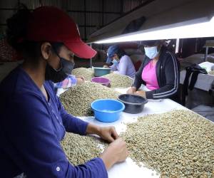 El café es la principal fuente de divisas en Honduras y hay más de 120,000 familias involucradas en este rubro, donde el 20% son mujeres.