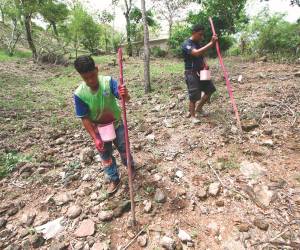 La sequía provocó la pérdida total de los cultivos de subsistencia en varias zonas del corredor seco.