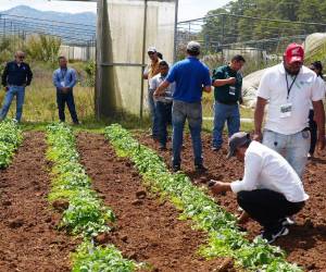 Uno de los principales objetivos del encuentro de expertos internacionales será mejorar la producción de los diferentes rubros en Honduras.