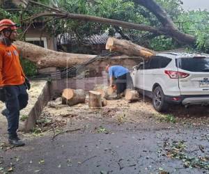 Un enorme árbol cayó sobre varios vehículos durante la madrugada de este miércoles 23 de septiembre en el sector 1 de la colonia Kennedy, en Tegucigalpa, dejando al menos cuatro automóviles dañados.