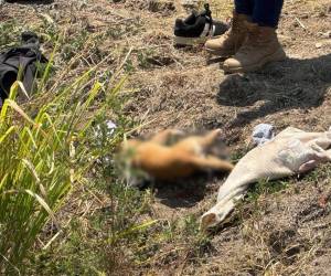 Al menos seis integrantes de una familia murieron y siete personas resultaron heridas tras la volcadura de una camioneta registrada en el Viaducto Diamante, en Acapulco, Guerrero, en México, durante el Viernes Santo. Entre las víctimas también se confirmó la muerte de la mascota que acompañaba al grupo familiar.