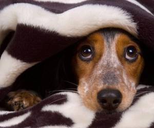 La pirotecnia puede causar quemaduras y lesiones físicas directas si los animales entran en contacto con los artefactos pirotécnicos, aseveran expertos en cuidado animal