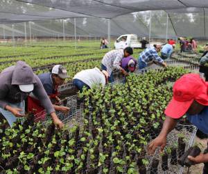 Para lograr aumentar la producción las autoridades disponen de cinco megaviveros de plátulas de caf ubicados en los departamentos de Copán, Yoro, Comayagua, Francisco Morazán y Olancho.