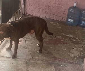 Alison Murillo, de 11 años, fue atacada por un pitbull el pasado viernes cuando regresaba de la escuela. Su madre relató que encontró a la menor ensangrentada y pidió ayuda para cubrir los gastos médicos.