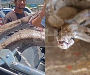 Luego de ser hallada dentro de un vehículo importado desde Estados Unidos hasta un yonker ubicado en la carretera CA-5, a la altura de la colonia El Carrizal, en Comayagüela, ciudad que junto a Tegucigalpa conforman la capital de Honduras. La serpiente tipo boa finalmente será liberada.