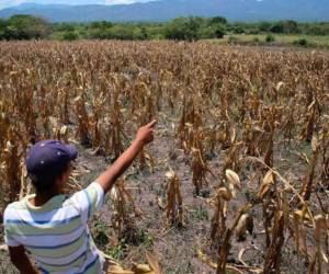 Los pronósticos señalan una sequía prolongada, por lo que miles de familias podrían ser afectadas a nivel nacional.