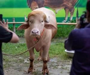 El Gobierno de Bangladés se ha convertido en el insólito salvador de 'Donald Trump', un inusual búfalo albino al que se le ha encontrado parecido al presidente de EE.UU., al ordenar que el animal no fuera sacrificado durante las celebraciones de la fiesta musulmana del sacrificio, por temor a que se produjeran disturbios.
