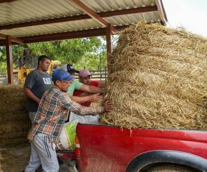 Alrededor de 50 ganaderos del municipio de Guaimaca, Francisco Morazán, fueron beneficiados con la entrega de alimento para el ganado.