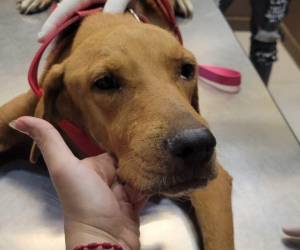 El perro que fue arrastrado por su dueño ahora se encuentra bajo los cuidados del Refugio Patitas de Amor en Tela.