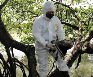 Se activan los protocolos de vigilancia epidemiológica luego de que las autoridades sanitarias confirmaran la detección del virus de influenza aviar tipo A, subtipo H5N1, en aves silvestres en el occidente de Honduras. ¿Puede contagiarse a los humanos? ¿Cuáles son sus síntomas?