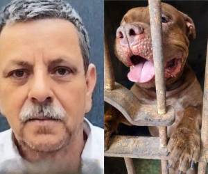 La noticia de que un hombre de 75 años murió tras ser supuestamente atacado por un perro de raza pitbull, de nombre Zeus, se viralizó. El hecho ocurrió el pasado lunes en horas de la tarde y, el martes 22 de septiembre, autoridades de la Policía Municipal se llevaron al perro. ¿Qué se sabe hasta ahora?