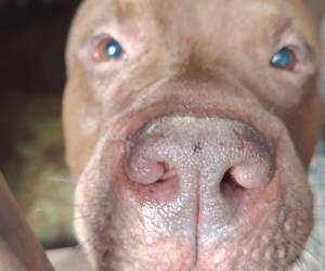 Zeus fue rescatado junto con la Policía Municipal y, como no requiere una rehabilitación grande, será dado directamente en adopción, explicó su cuidadora temporal.