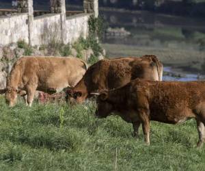 Muere una mujer de 67 años atacada por un rebaño de vacas en el Estado de Tirol.