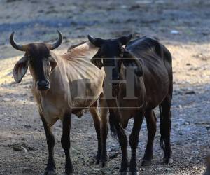 En el Corredor Seco, la severa sequía que enfrenta Honduras ha consumido las fuentes de agua en varios municipios. Mantener en pie a las vacas se ha convertido en un vía crucis diario para cualquier propietario de ganado. La condición actual de las reses evidencia la gravedad de la falta de agua.