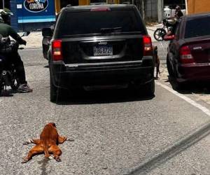El conductor de una camioneta Jeep con matrícula HBG8729 amarró a un perro con una cadena y lo arrastró por varios metros en las calles de Choloma.