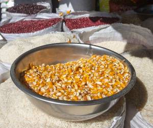 El contingente libre de arancel abarcará hasta 183.000 toneladas métricas de maíz.