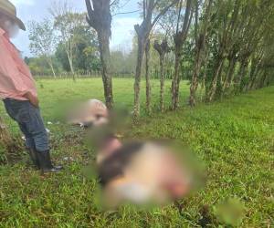 Productores reportan que los delincuentes extraen la carne y abandonan parte de los animales en los potreros tras cometer los robos.