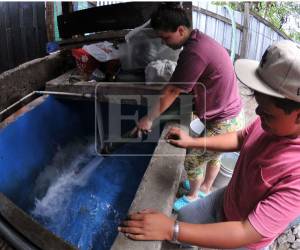 Las pilas estaban secas, casi agrietadas porque el agua en la llave no llegaba hace cinco meses. Cuando Yessenia Aguilar vio que una pipa de la Alcaldía Municipal del Distrito Central (AMDC) llegó a Villa Los Laureles, abrió la puerta de la vivienda y se paró en medio, con la esperanza de abastecerse del valioso líquido.